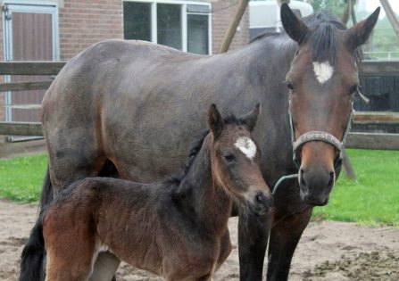 Westervelds Feline met mama 23 mei 2016 net geboren