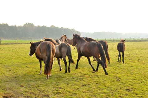 22-10-12 alle ponies eowyn draven
