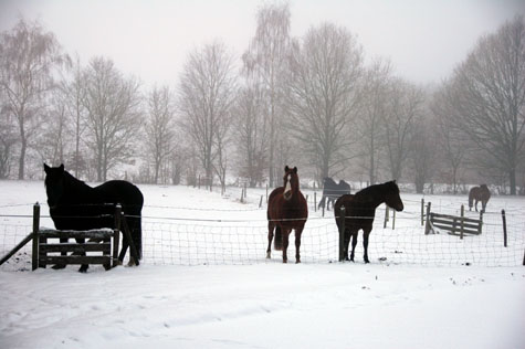 30-12-10 ponies in de sneeuw